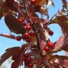 Royal Raindrops Flowering Crabapple #10 - Image 3